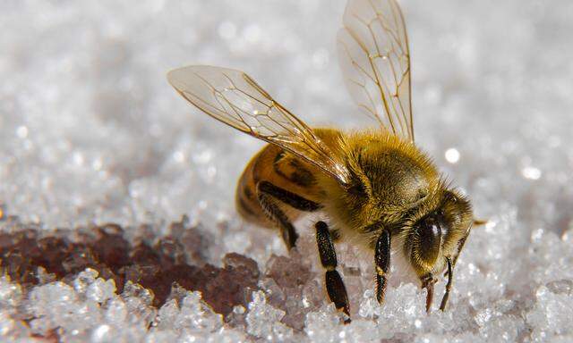 Nicht nur Kälte, sondern auch Wärme zur falschen Zeit kann Bienen schaden. 