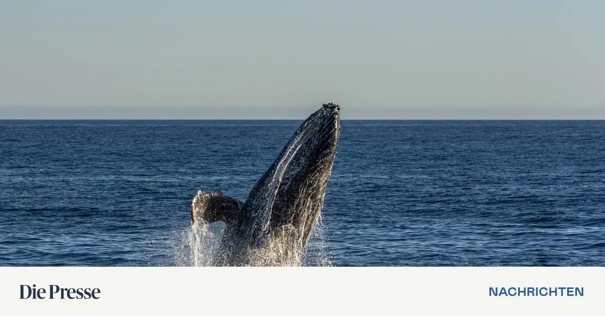 Kayaker in Chile briefly swallowed by humpback whale