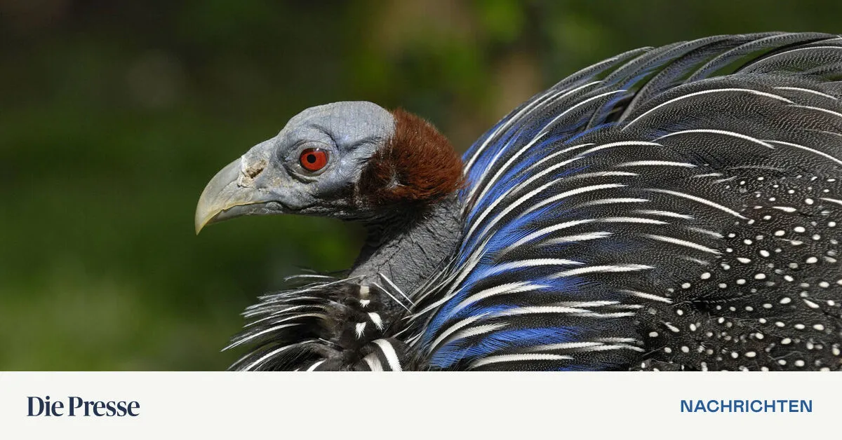 Kleines Hirn, sozial komplex: Perlhuhn gibt Rätsel auf | DiePresse.com