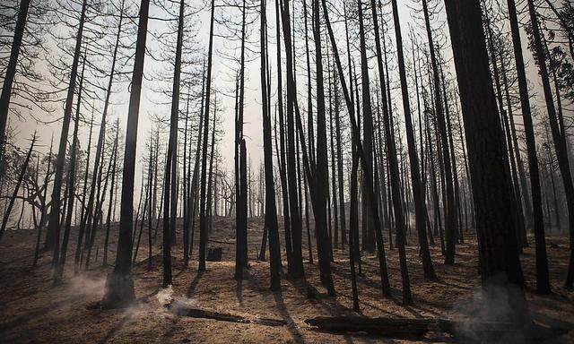 Bis zu 250 Quadratkilometer Land sind vom Feuer betroffen.