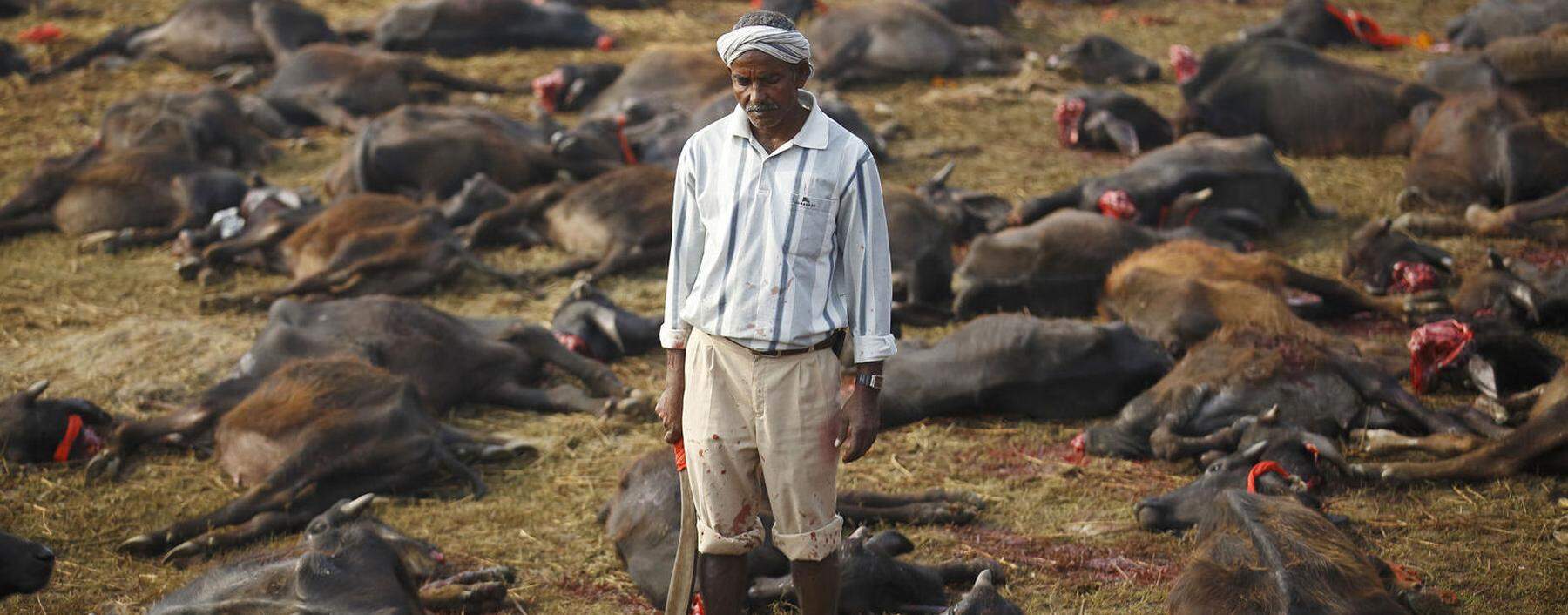 Nicht immer liefert die Fleischindustrie die grausamsten Bilder. Alle fünf Jahre werden in Nepal hunderttausende Tiere zu Ehren der Göttin Gadhimai geopfert. 