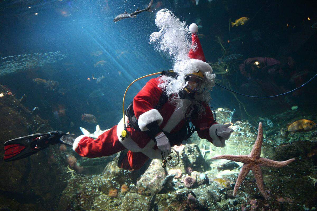 Im Vancouver Aquarium eröffnete am 27. November ein tauchender Santa Claus die Weihnachtszeit.