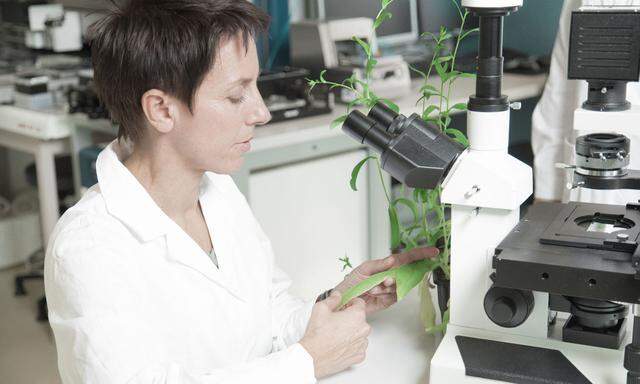 Die Molekularbiologin Claudia Jonak will Nutzpflanzen wie den Leindotter gegen Umweltstress resistenter machen.