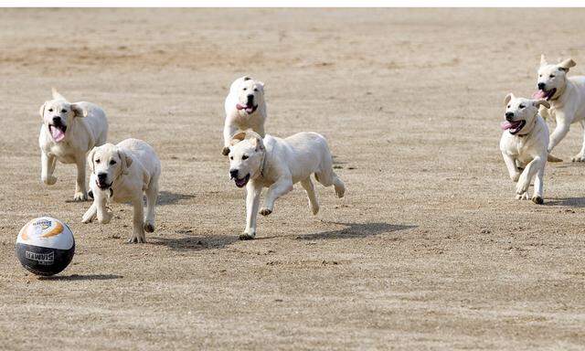 Hund darf auch teuer