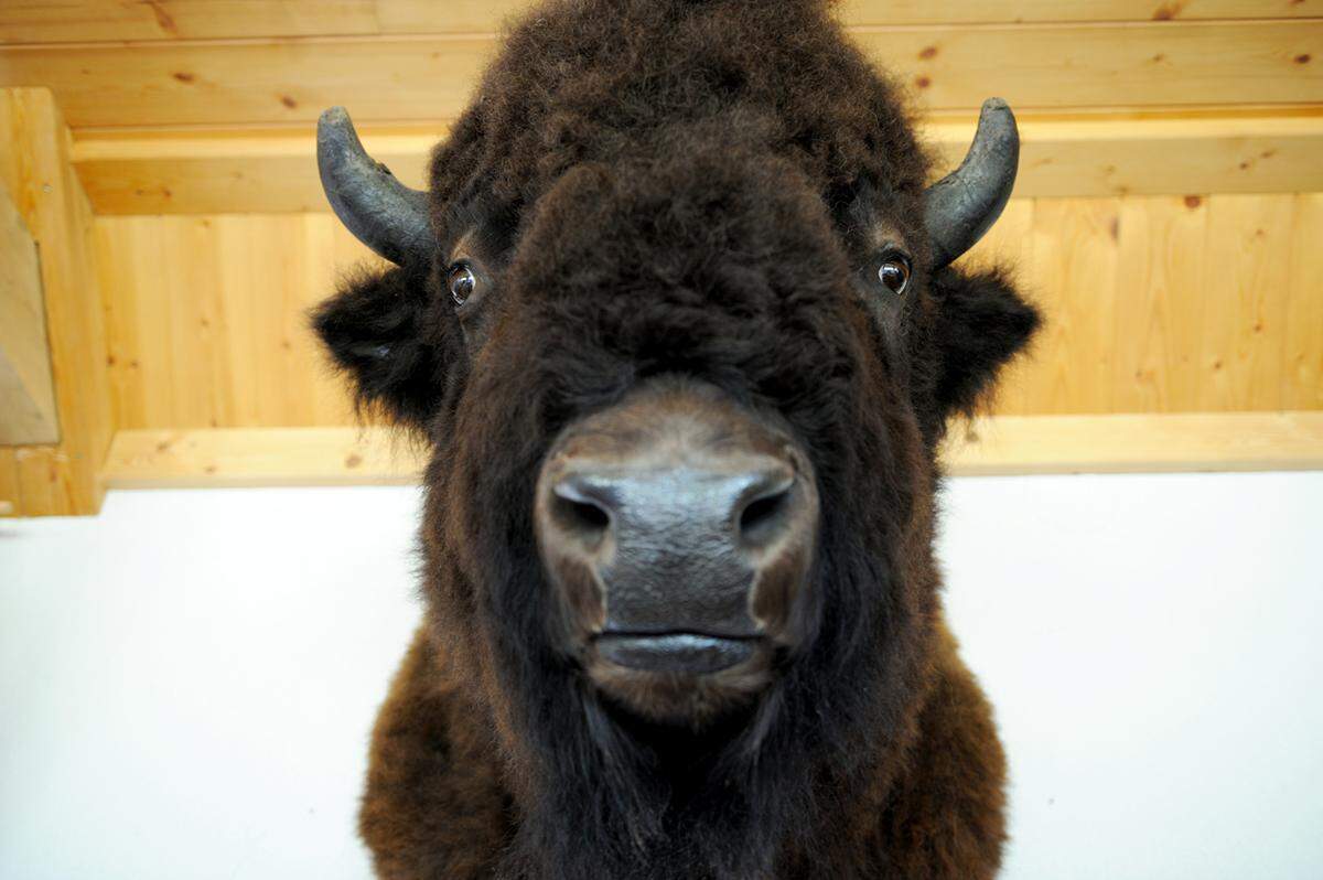 Der Kopf vom alten Billy, dem ersten Stier der Zucht, wacht über den Heurigen, der an die Bison Ranch angebunden ist. Hier kann man die veredelten Produkte kosten, Frischfleisch gibt es nur auf Anfrage. „Das ganze Fleisch ist eigentlich schon weg, bevor wir schlachten.“ Und das kommt nicht so oft vor. Die Tiere werden mindestens drei Jahre alt, bevor sie getötet werden.