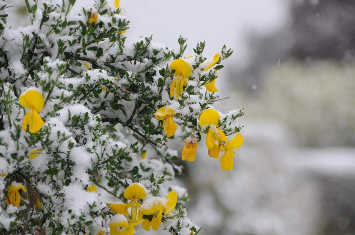 Ob die Blüten so viel Schnee überleben?