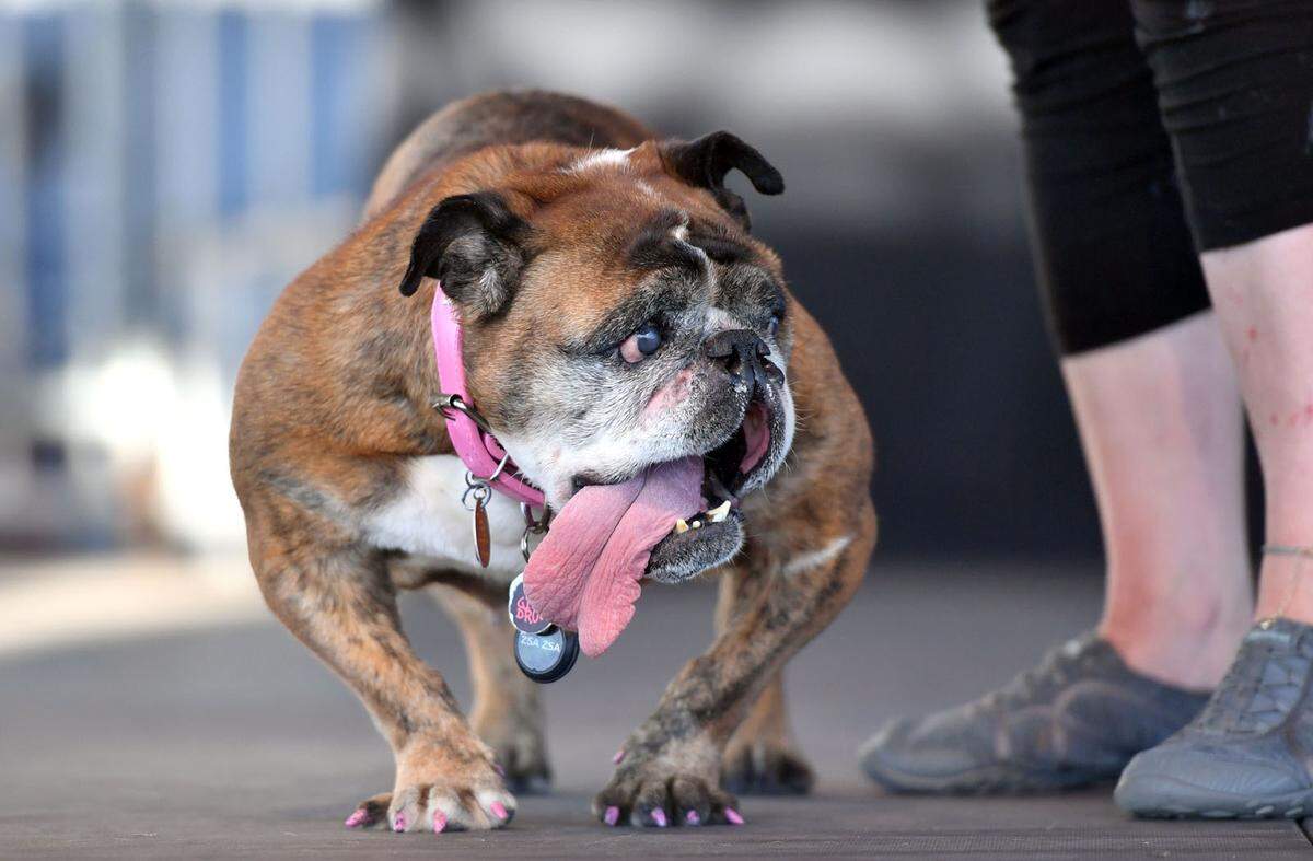 Dieses Jahr konnte Zsa Zsa, eine neunjährige englische Bulldogge, das Rennen machen. 1500 Dollar Preisgeld und eine Reise nach New York für einen Medientermin hat sie damit gewonnen.