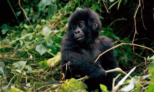 In Lesio-Louna werden Gorillawaisen großgezogen und in freier Wildbahn angesiedelt.    