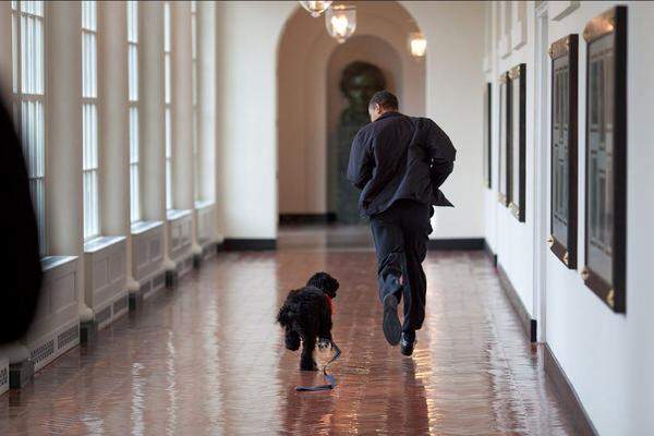 Auch Familienhund Bo feierte seinen ersten Besuch im Weißen Haus im März 2009, wie es sich für einen "First Dog" gehört: Er lief gleich einmal mit Präsident Obama durch die Gänge des Amtssitzes in Washington.