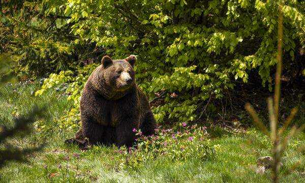 Eine Wanderin ist in der Slowakei auf der Flucht vor einem Braunbären zu Tode gekommen. (Symbolbild)