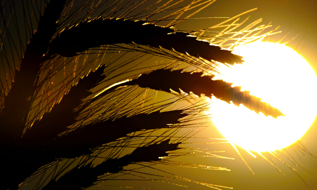Getreide im Sonnenuntergang