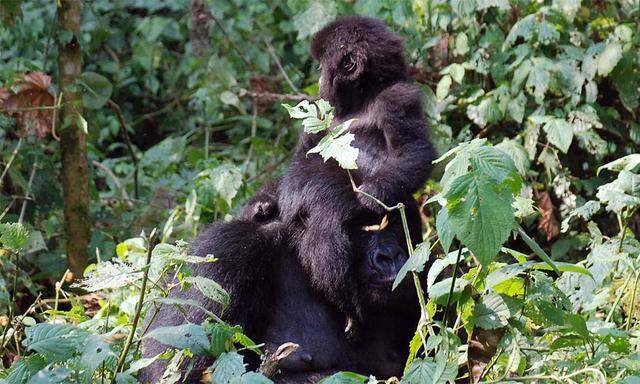 Hoffnungsschimmer für gefährdete Berggorillas