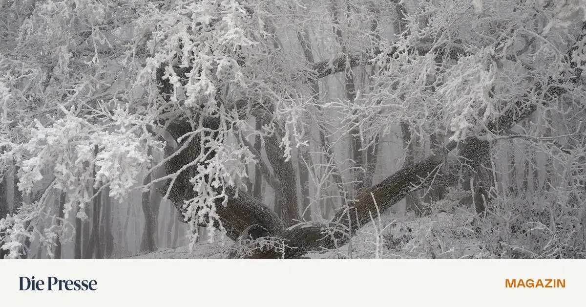 Die-K-lte-hat-auch-sch-ne-Seiten-premium-