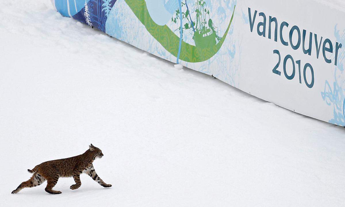 Einen ganz besonderen Besucher durften die Olympischen Winterspiele 2010 in Vancouver begrüßen: Ein Luchs inspizierte dort den Zielbereich der Skirennen.