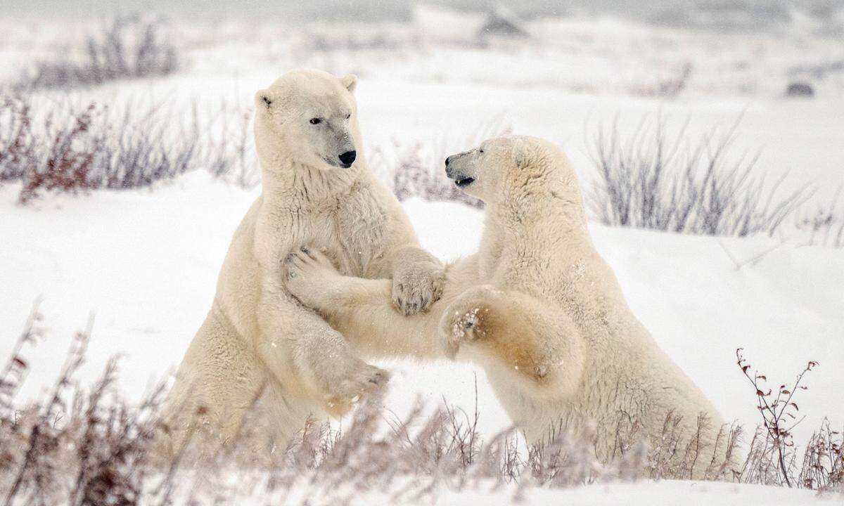 20. November. Eisbären liefern sich einen kleinen Kampf unter Artgenossen nahe der Gemeinde von Hudson Bay im kanadischen Bundesstaat Manitoba.