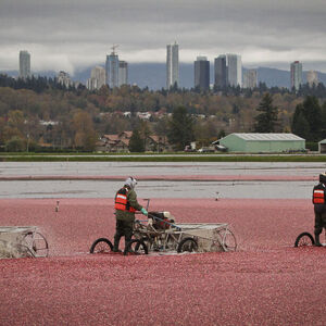 CANADA-VANCOUVER-CRANBERRY-HARVEST