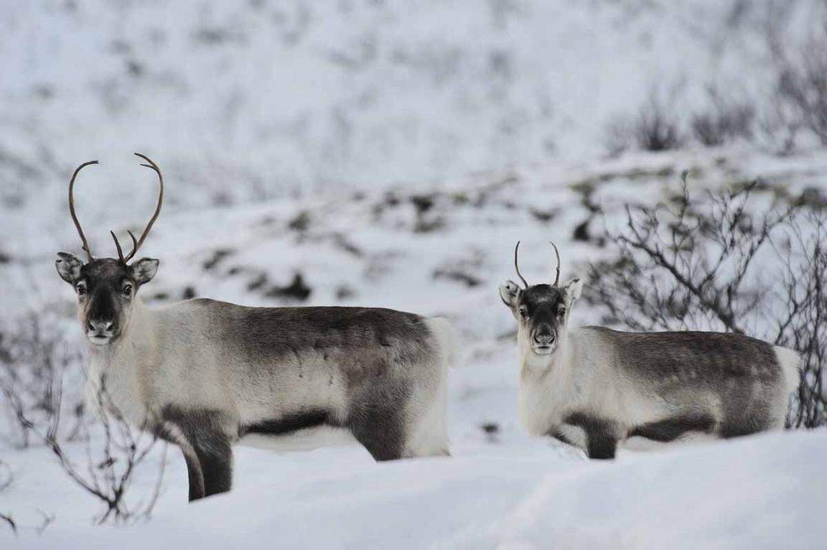 Mit skandinavischen Ureinwohnern kann man in Norwegen auf Rentier-Safari gehen. Ihre jährliche Wanderung führt die Tiere von ihren Binnenwinterquartieren im äußersten Norden Norwegens an das Weideland an der Küste. Seit Jahrhunderten hütet das Samen-Volk die Rentiere auf die gleiche Art und Weise. Bei dieser Reise schläft man mit den Samen im Tipi, isst Gerichte, die über offenem Feuer gekocht wurden und versucht sein Glück beim Eisfischen.