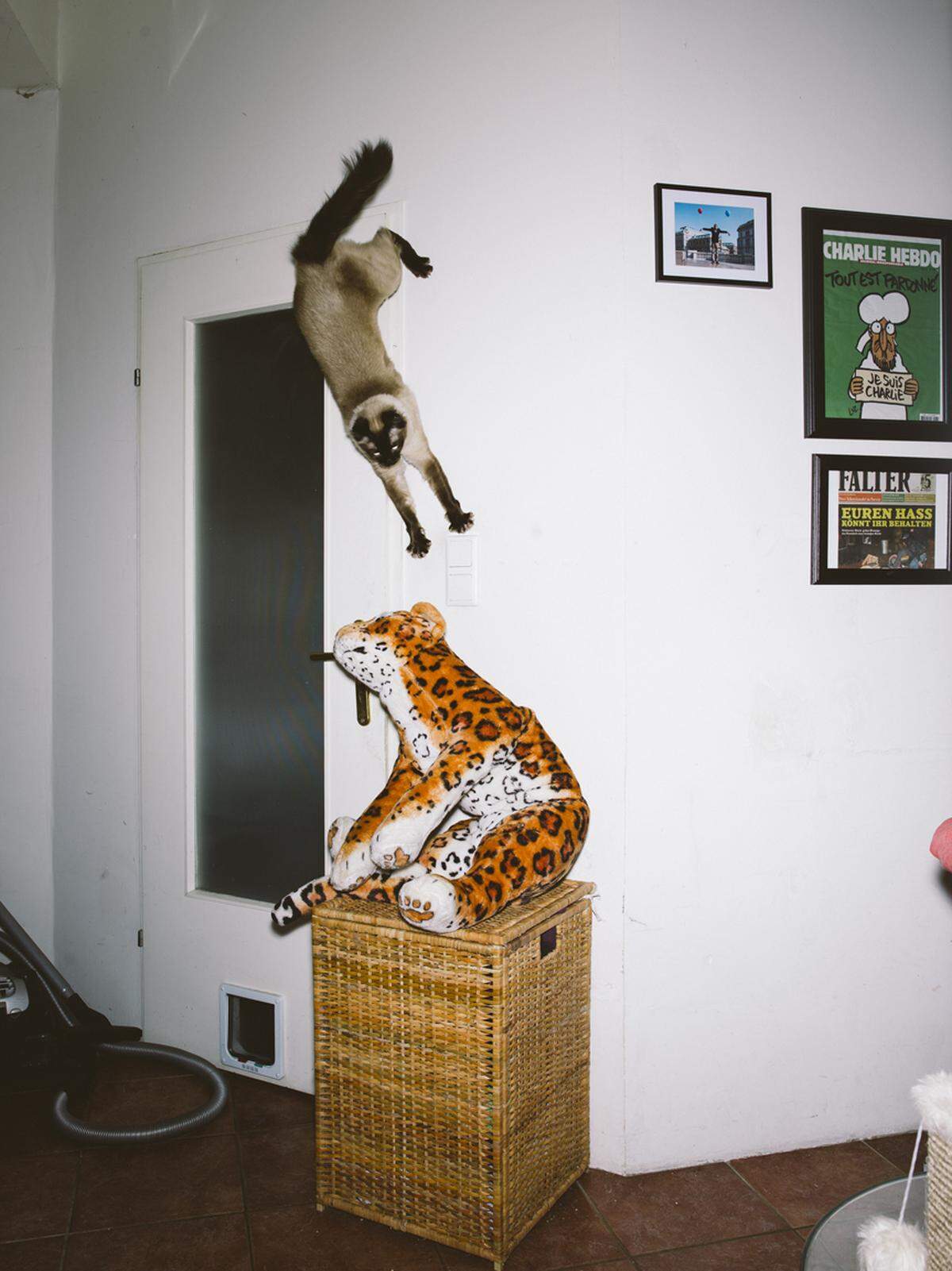Alle Katzenfotos kann man sich von 11. bis 20. November in Wien ansehen.Die „Jumping Cats“ werden im Rahmen von „Eyes on – Monat der Fotografie“ in der Collectors Agenda in Wien-Landstraße gezeigt.