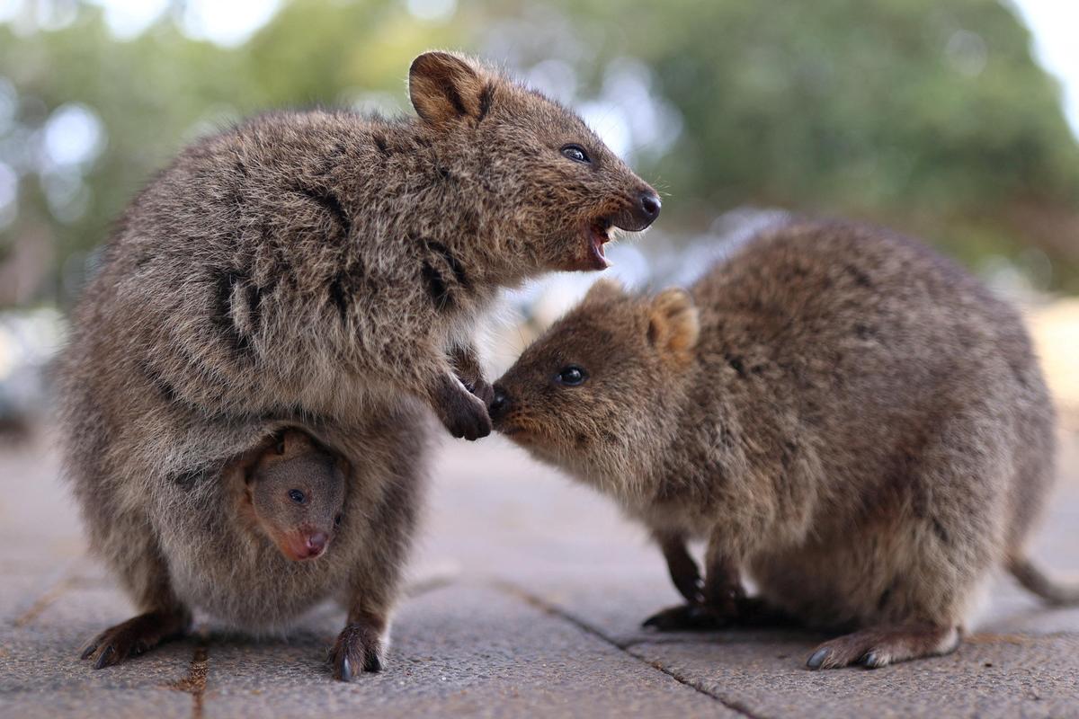 30. Juli. Ein Quokka (ein Kurzschwanzkänguru) trägt sein Baby in seinem Beutel in Rottnest Island, Australien.