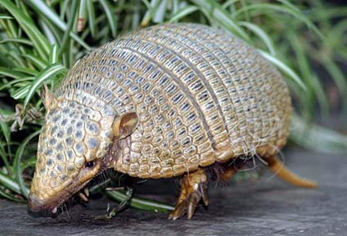 Biologisch gesehen ein Verwandter des Faultiers, obwohl sich offensichtlich der Nachbar im Familienstammbaum eingebracht hat: Gürteltiere sind die einzigen Säugetiere, die einen Panzer haben - und manche noch darüber Haare. Wer soll sich denn da noch auskennen?