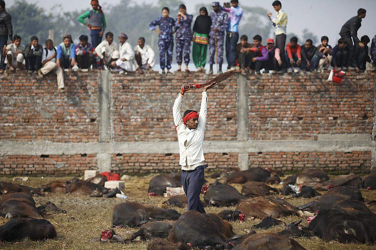 Der Tierrechtsaktivist Manoj Gautam wirft der Tempelleitung die Ausbeutung von Gläubigen vor, da sie unter anderem das Fleisch der Büffel weiterverkaufe und nur das Geflügelfleisch verschenkt werde. Darüberhinaus "erpresst sie Geld mit Eintrittskarten, Parkgebühren und ähnlichem", sagte er.