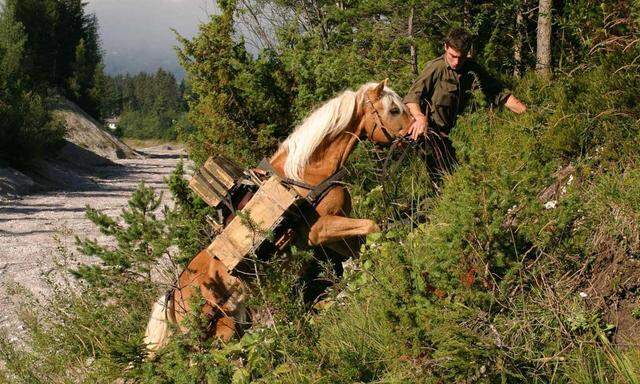 Pferd beim Bundesheer