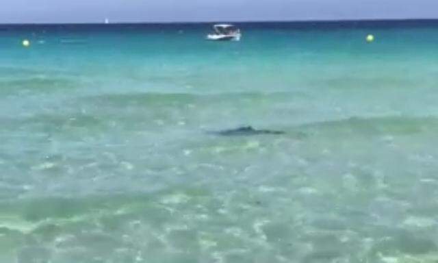 Ein Hai verirrte sich eine der Cales de Mallorca im Osten der Insel.