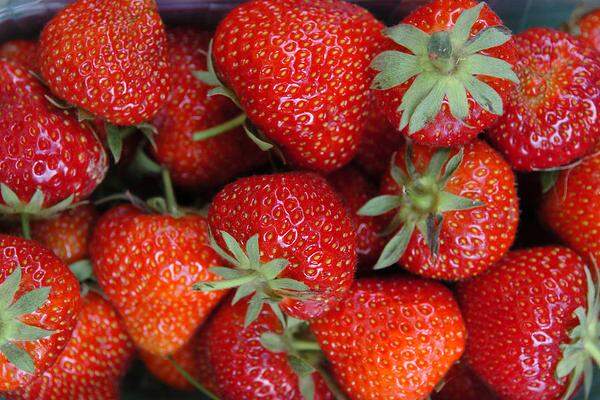 Die beste Pflanzzeit für Erdbeeren ist Anfang August, mit der ersten Ernte kann man im darauf folgenden Frühsommer rechnen. Der Abstand zwischen den einzelnen Pflanzen sollte ungefähr 40 cm betragen. Sie wachsen am besten an vollsonnigen Standorten auf lockeren Böden.