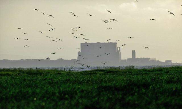 Curlews Numenius arquata flying into roost with Hinkley point Nuclear power station in background