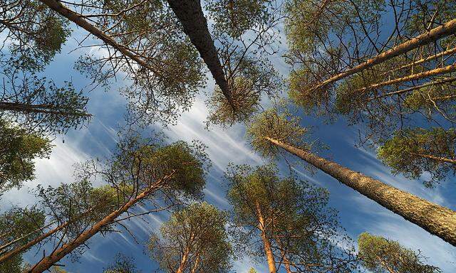 Wälder sind der größte Energielieferant Finnlands