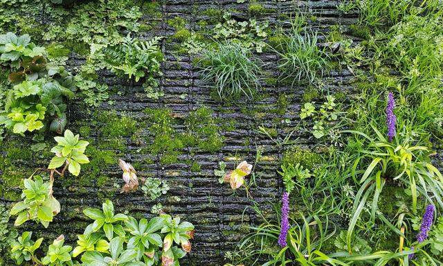 Bei Living Walls richtet man sich nach den gewünschten Pflanzen.