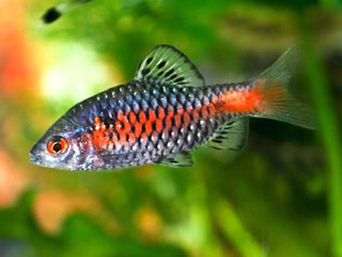 Eine der buntesten Neuentdeckungen: Der Odessa-Barbe. Die Männchen dieser in Myanmar lebenden Art sind etwas Bunter als die Weibchen. Den Namen "Odessa" trägt der Fisch, weil er erstmals in einem Zierfischhandel in der Ukraine "entdeckt" wurde.