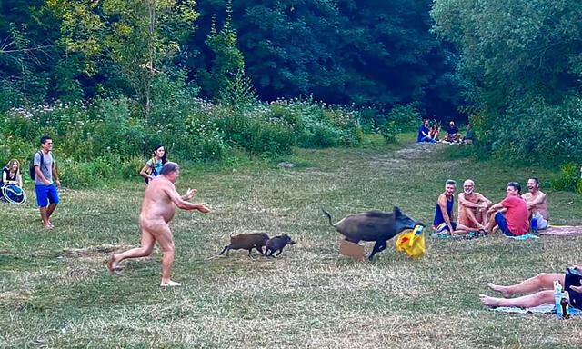 Im Sommer 2020 musste ein Nacktbadender am Berliner Teufelsee einem Wildschwein nachjagen, das mit seiner Tasche davongelaufen war.