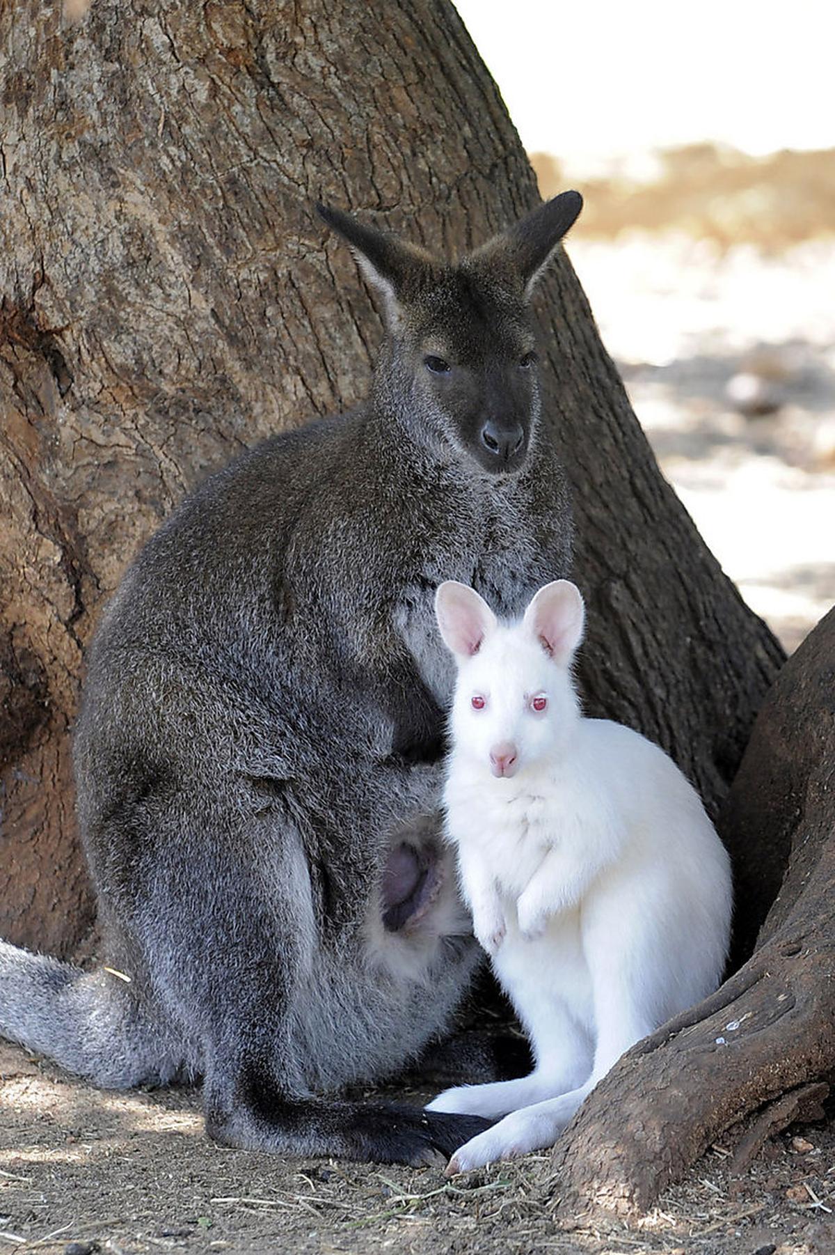 Die außergewöhnlichsten AlbinoTiere