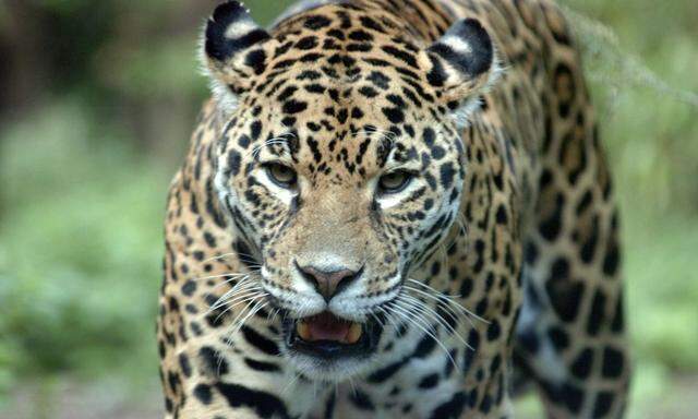 Ein Leopard soll in ein Gerichtsgebäude in Nordindien eingedrungen sein. (Archivbild)