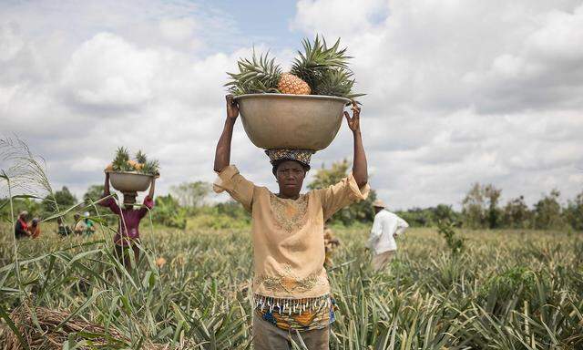 BENIN-EU-AGRICULTURE-PINEAPPLES