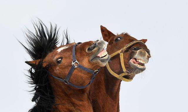 GERMANY-WEATHER-FEATURE-ANIMALS-HORSES