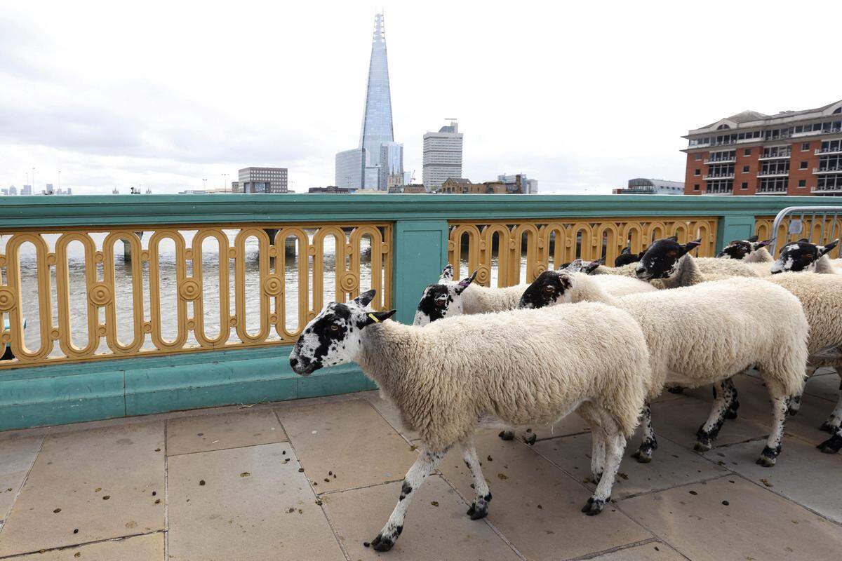 24. September. Während des jährlichen „London Sheep Drive“ werden Schafe über die Southwark Bridge getrieben. 