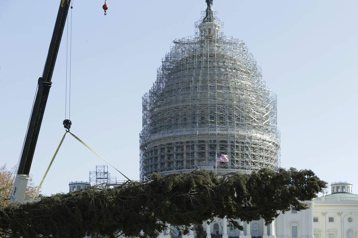 Der Baum vor dem Kapitol in Washington hat sogar eine eigene Homepage: www.capitolchristmastree.com.