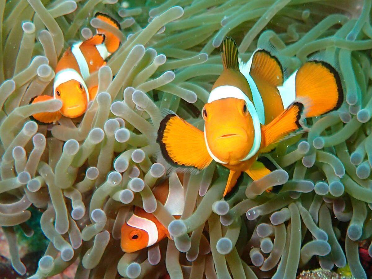 Er fand Nemo - mit Anhang. "Als ich eine Anemone betrachtete, schien diese Familie von Clownfischen vor der Kamera zu posieren", erzählt der Fotograf von seiner Malaysien-Reise.