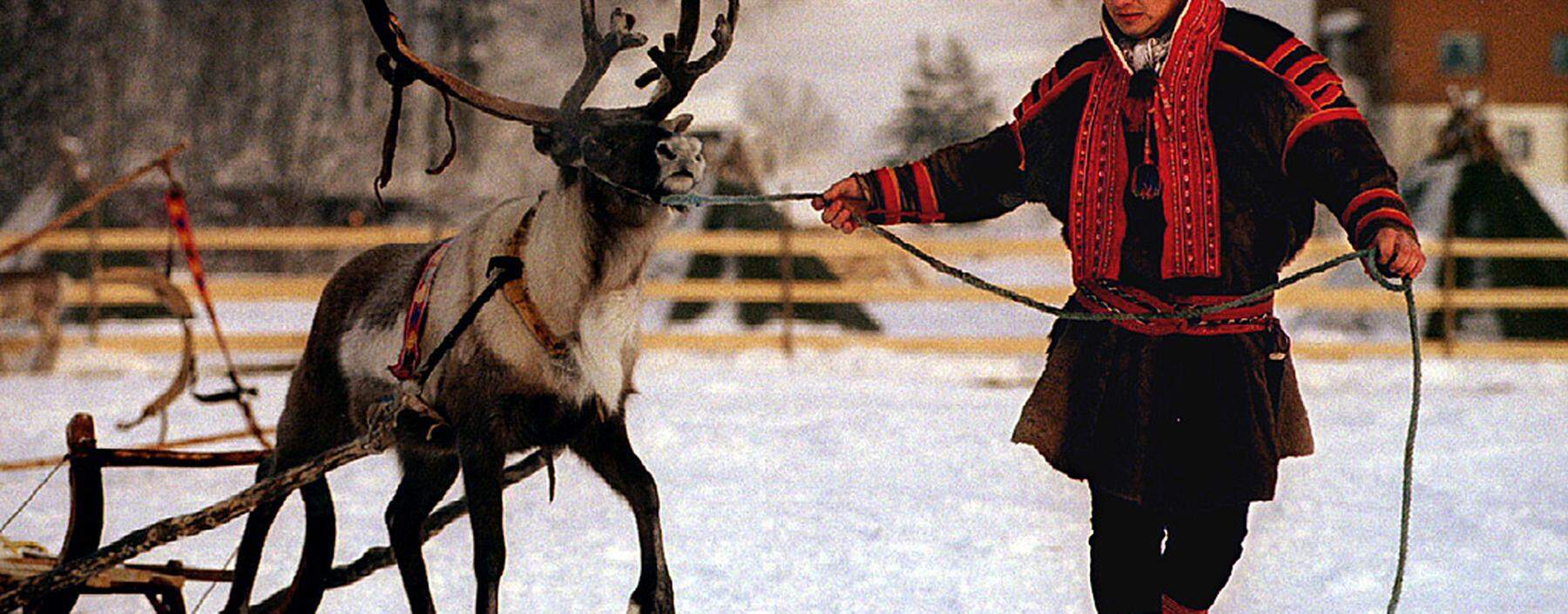 A Sami man leads a rein deer to his enclosure February 7th. These indigenous Sami people, from the n..