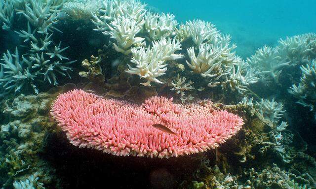 verteidigen Bombenabwurf Great Barrier