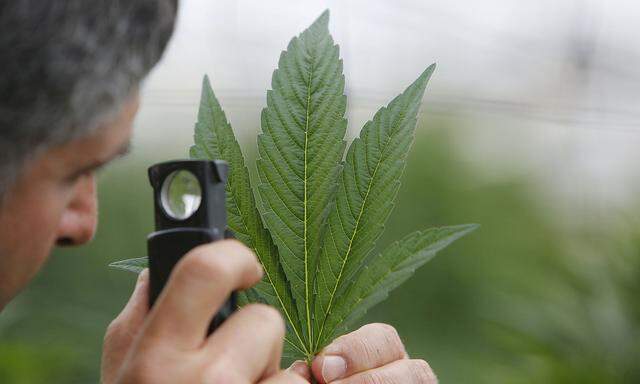 FILE PHOTO: An employee inspects the leaf of a cannabis plant at a medical marijuana plantation in northern Israel