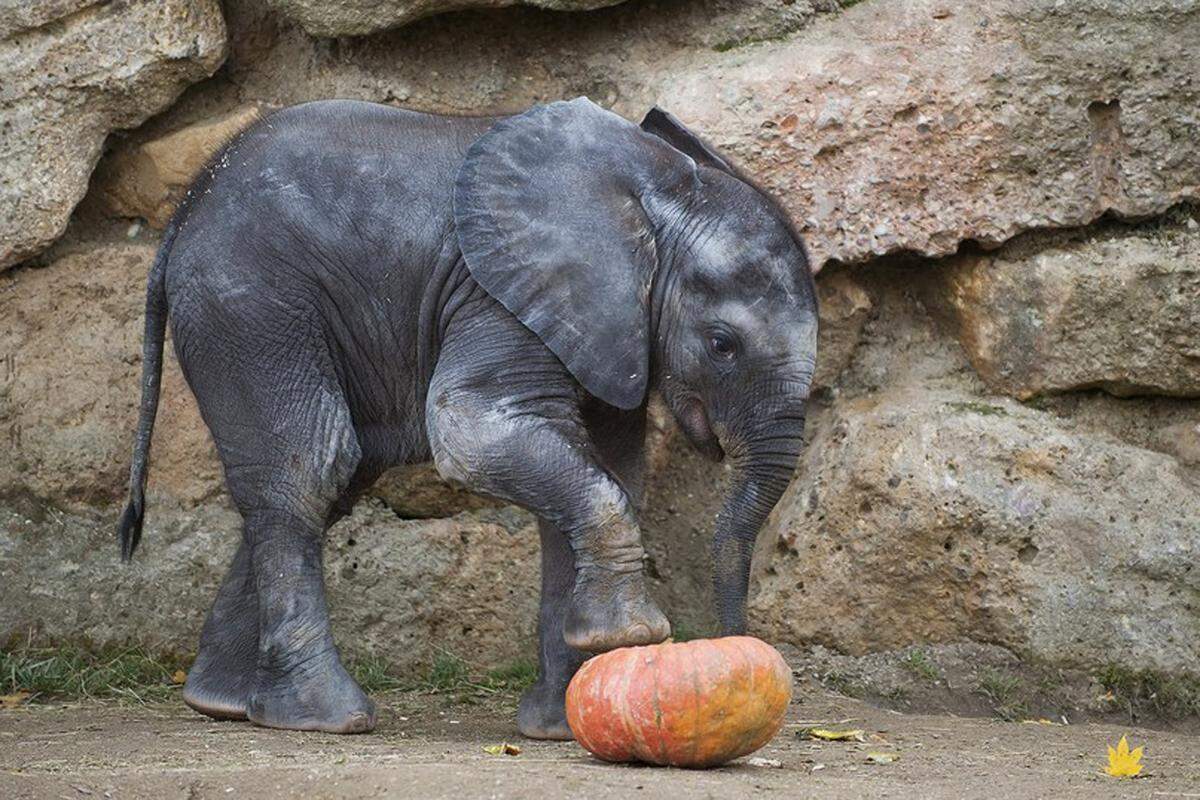 Bei der letzten Abstimmung im Jahr 2001 waren ganz andere Kaliber auf dem ersten Platz gelandet, die Elefanten. Diesmal reichte es gerade für Platz fünf (6 Prozent). Im Bild Nachwuchs-Elefant Tuluba beim Kürbisfest im Zoo Ende Oktober.