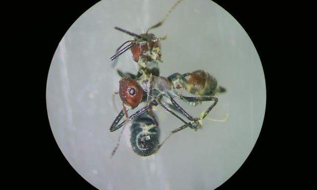 Ein Exemplar einer explodierten Ameise.