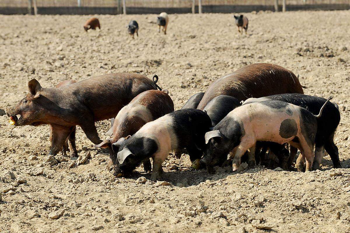 Ein Jahr lang haben die Schweine Zeit zum Wachsen. Erst danach werden sie geschlachtet. In der konventionellen Schweinehaltung werden die Tiere bereits nach sechs Monaten geschlachtet.