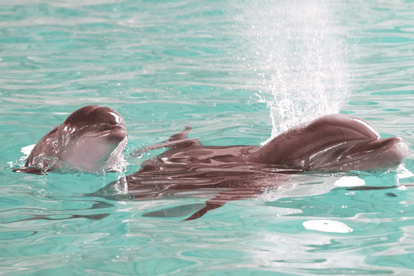 Der belgische WM-Torschütze Divock Origi hat einen tierischen Namensvetter: Das Aquarium im belgischen Brügge benannte einen neugeborenen Delfin nach dem 19-Jährigen. Das teilte der Boudewijn Seapark am Mittwoch mit. Der Spieler der "Roten Teufel" hatte im Spiel gegen Russland am Sonntag das entscheidende Tor zum Einzug ins Achtelfinale geschossen. Das Delfinbaby Origi war am Montag nach einer schwierigen Geburt zur Welt gekommen.