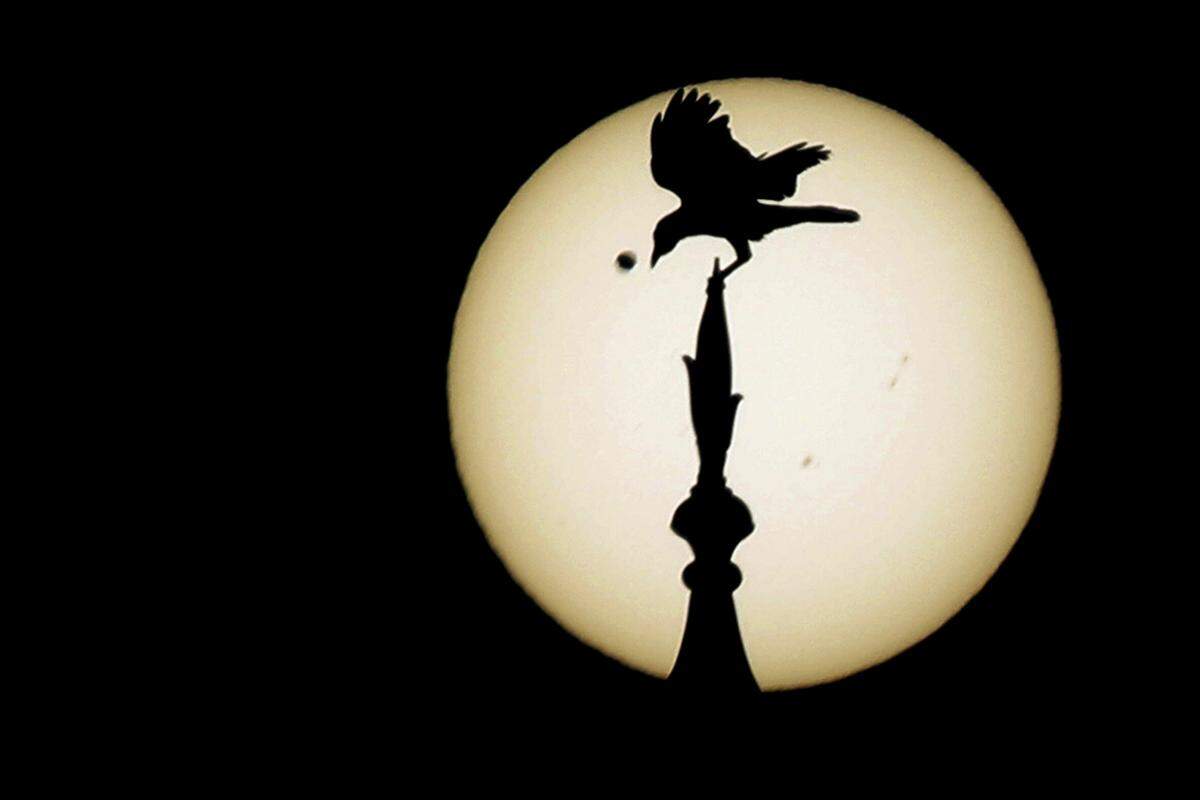 Ein Vogel auf der Jagd nach der Venus auf dem Taj Mahal in Indien.