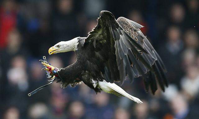 Ein Adler könnte die Niederländer künftig vor ausländischen Bedrohungen schützen.