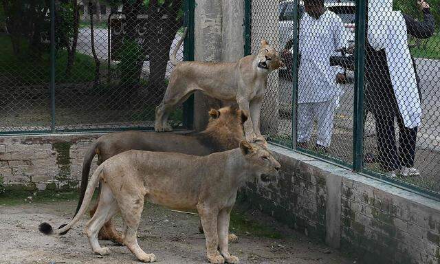 Besucher und Löwen im Lahore Safari Zoo.